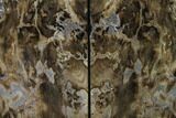 Petrified Wood Bookends - McDermitt, Oregon #166082-1